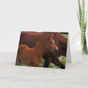 Cartão Cavalo Árabe Perto da Mãe