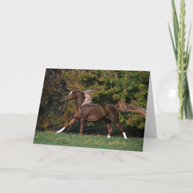 Cartão Cavalo árabe que funciona no campo gramíneo (Frente)