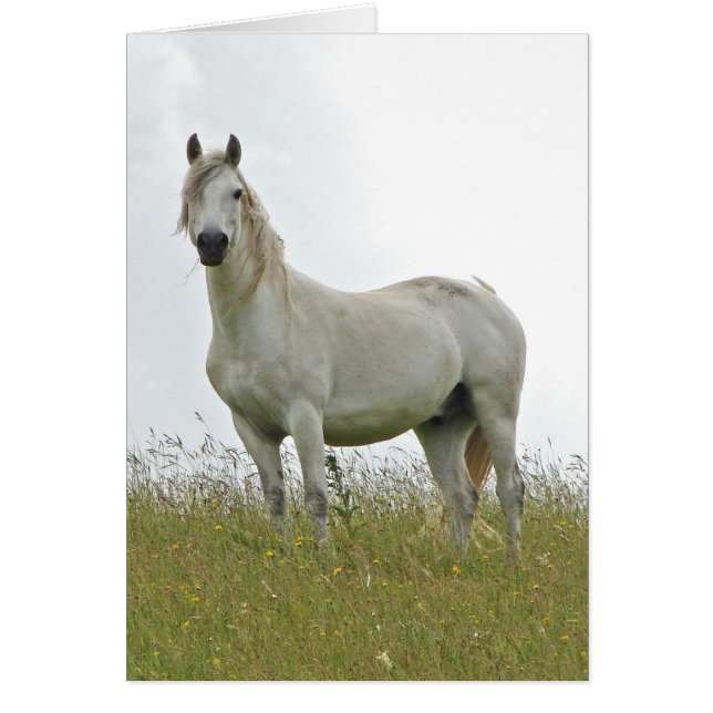 Cartão Cavalo Branco (Frente)