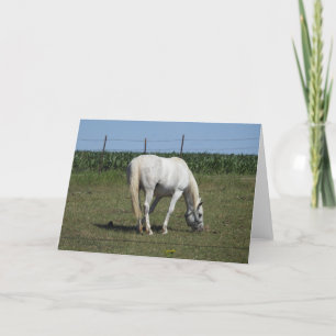 Cartão Cavalo Branco Bonito em Pé no Campo em Branco