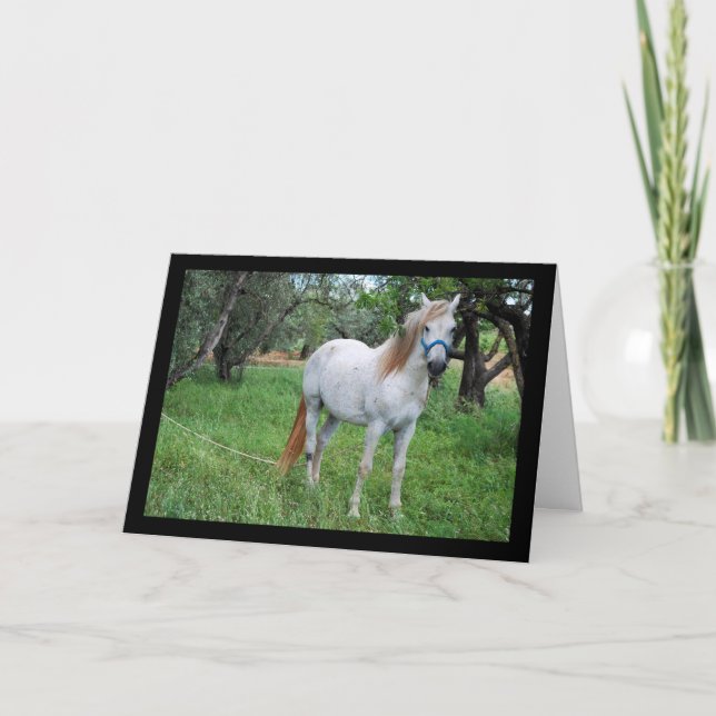 Cartão Cavalo Branco em Campo de Grama (Frente)