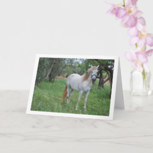 Cartão Cavalo Branco em Campo de Grama