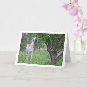 Cartão Cavalo Branco em Campo de Grama