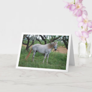 Cartão Cavalo Branco em Campo de Grama