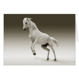 Cartão Cavalo branco equestre da égua