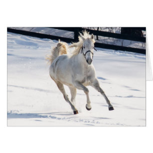 Cartão Cavalo branco que funciona na neve
