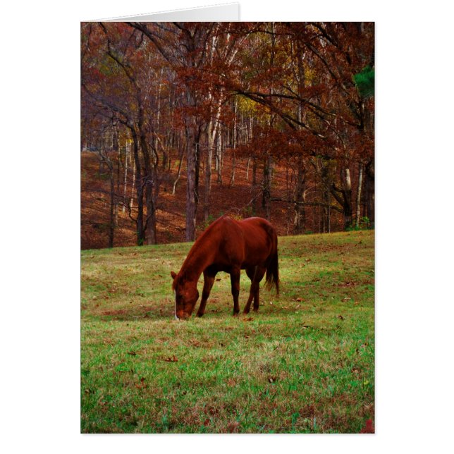 Cartão Cavalo castanho com nariz branco na borda do bosqu (Frente)