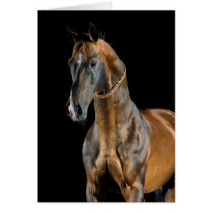 Cartão Cavalo de Akhal-Teke