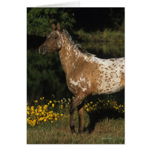 Cartão Cavalo de Appaloosa em Pé de lago