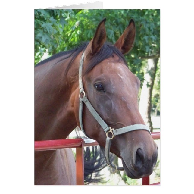 Cartão cavalo de baía (Frente)