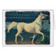 Cartão Cavalo de exibição árabe (Frente Horizontal)