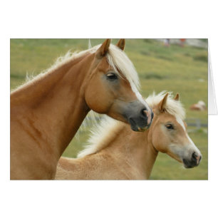 Cartão Cavalo de haflinger e foca