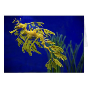 Cartão Cavalo de mar