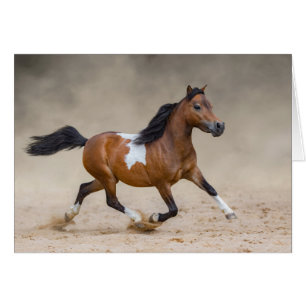 Cartão Cavalo De Miniatura Americana Horrível Em Poeira