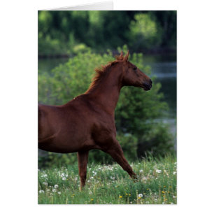 Cartão Cavalo de raça pura em Flores