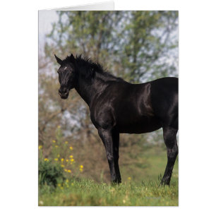 Cartão Cavalo de raça pura em pé