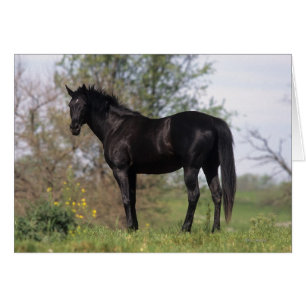 Cartão Cavalo de raça pura em pé