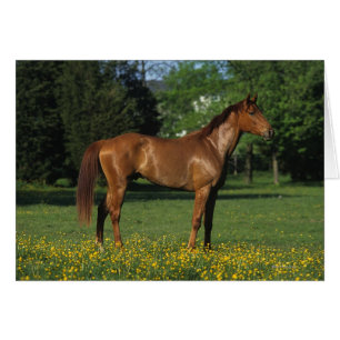 Cartão Cavalo de raça pura nas flores