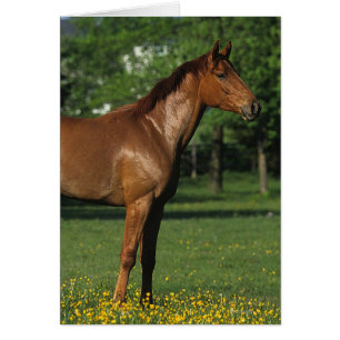Cartão Cavalo de raça pura nas flores