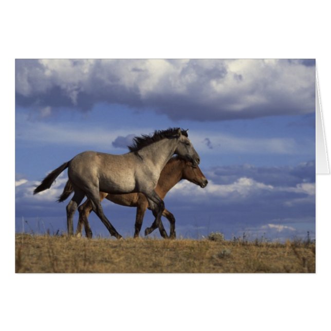 Cartão Cavalo Duo (Frente Horizontal)