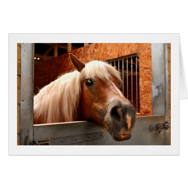 Cartão Cavalo engraçado (Frente Horizontal)