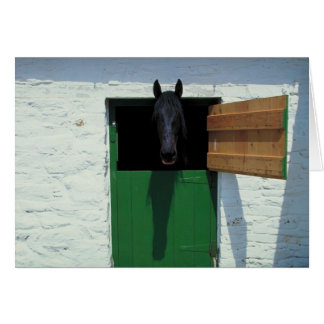 Cartão Cavalo Estabilizado com Porta Francesa
