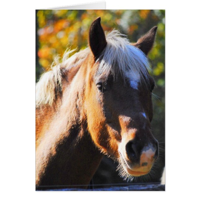 Cartão Cavalo Feliz (Frente)