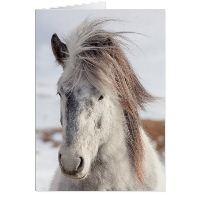 Cartão Cavalo Islandês Branco Cabeça (Frente)