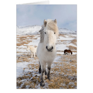 Cartão Cavalo Islandês Branco, Islândia