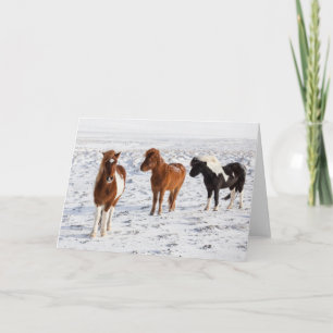 Cartão Cavalo Islandês com Típico Casaco de Inverno