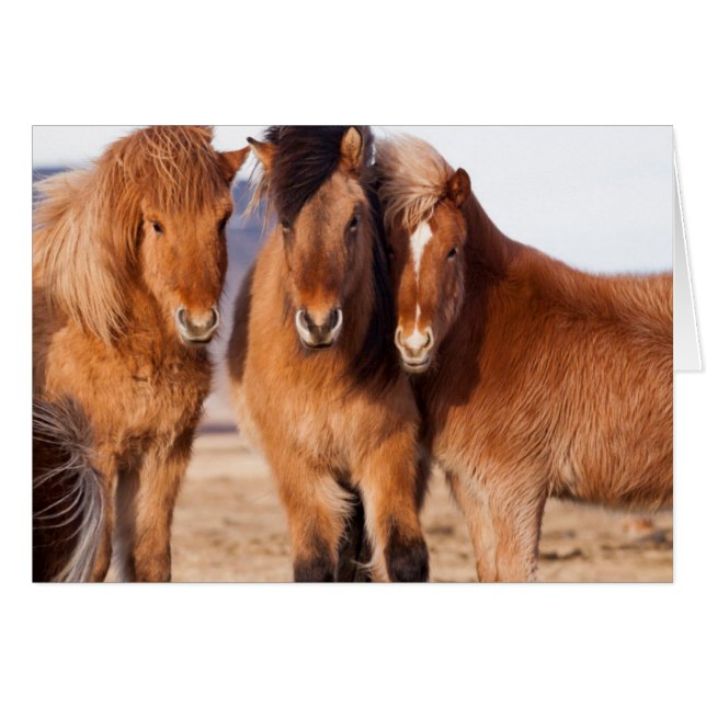 Cartão Cavalo islandês durante o inverno (Frente Horizontal)