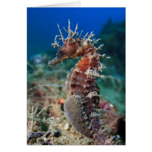 Cartão Cavalo Marinho Hippocampus Ramulosus