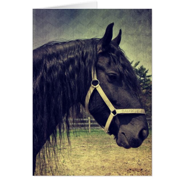 Cartão Cavalo Negro (Frente)