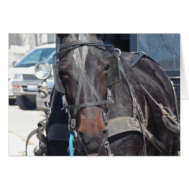 Cartão Cavalo No Estacionamento (Frente Horizontal)