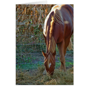 Cartão Cavalo no por do sol