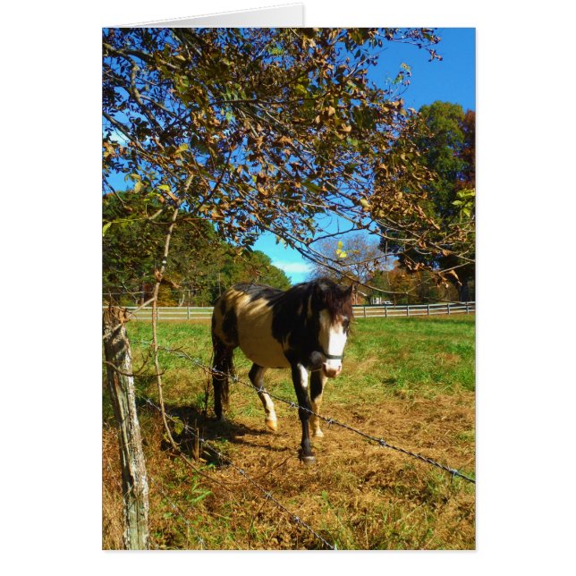 Cartão Cavalo Pintado, (Frente)