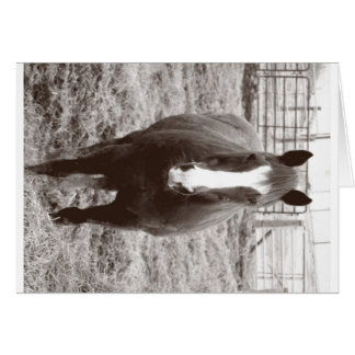Cartão Cavalo preto e branco