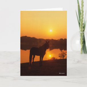 Cartão Cavalo Rocky Mountain Em Pé de Sol