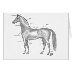 Cartão Cavalo rotulado