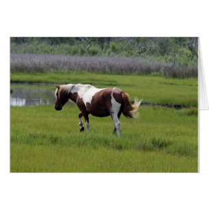 Cartão Cavalo selvagem de Assateague