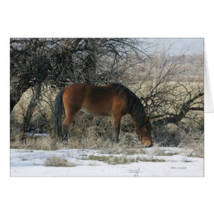 Cartão Cavalo Selvagem Mustang na Neve 1