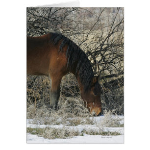 Cartão Cavalo Selvagem Mustang na Neve 1