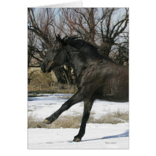 Cartão Cavalo Selvagem Mustang na Neve 2