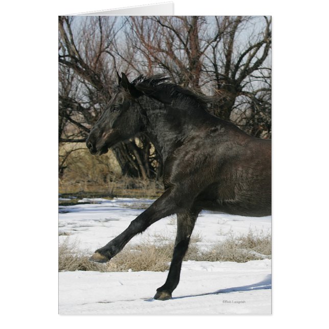 Cartão Cavalo Selvagem Mustang na Neve 2 (Frente)