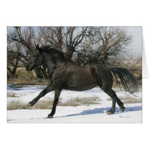 Cartão Cavalo Selvagem Mustang na Neve 2