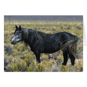 Cartão Cavalo Selvagem Mustang no Deserto