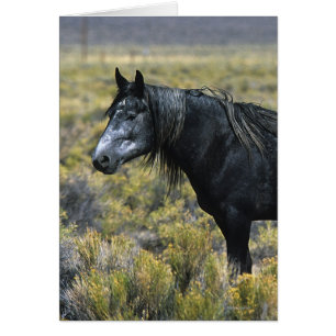 Cartão Cavalo Selvagem Mustang no Deserto