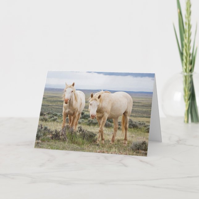 Cartão Cavalo Selvagem no Priário de Cody (Frente)