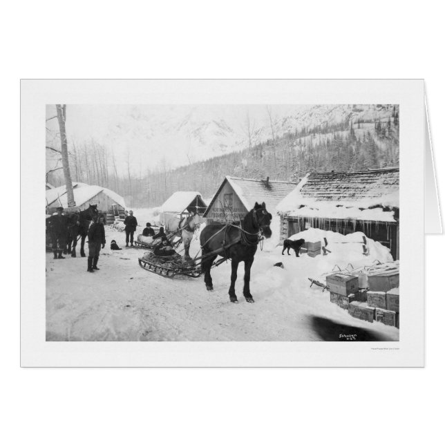 Cartão Cavalos Alaska 1912 da fuga de Valdez (Frente Horizontal)