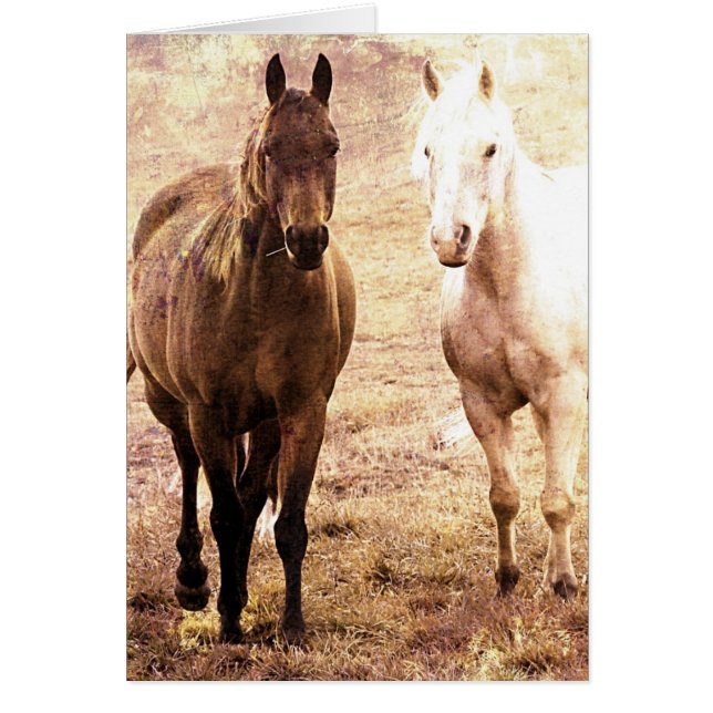 Cartão Cavalos Amigos (Frente)